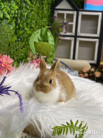 Цветной карлик