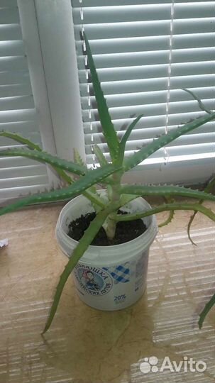 Алоэ лечебный