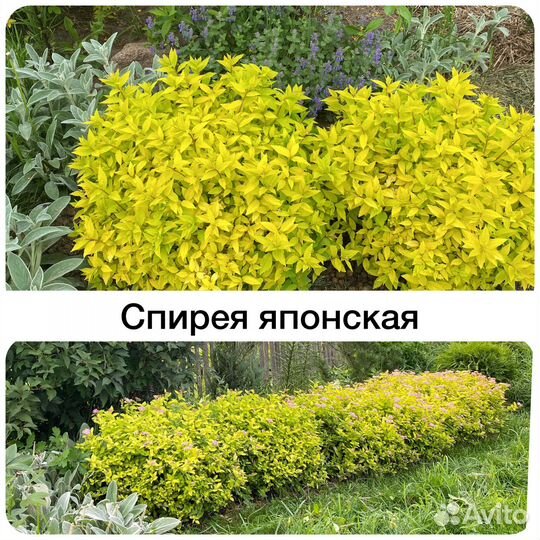 Спирея японская