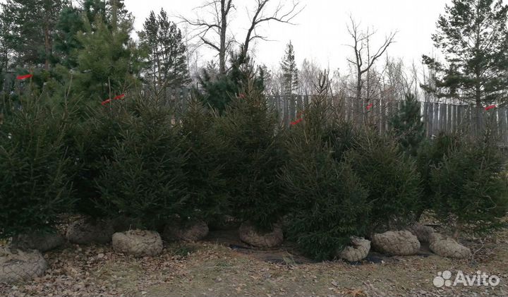 Саженцы ели от производителя экстра класс