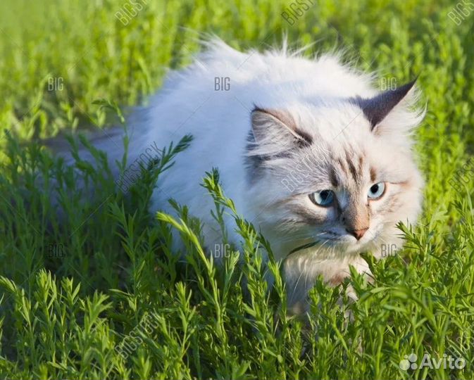 Котенок девочка 3 месяца с доставкой