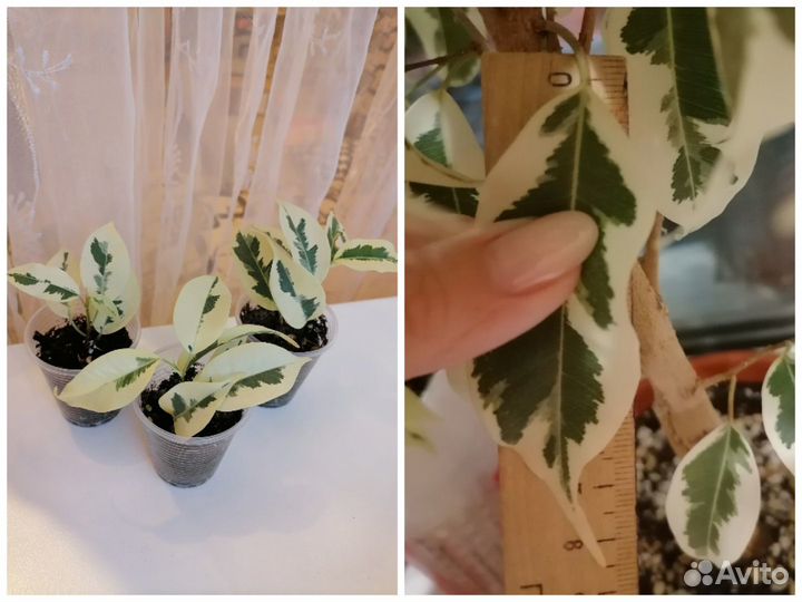 Фикусы Мунлайт, Де гантель, Неон