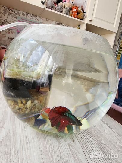 Аквариум