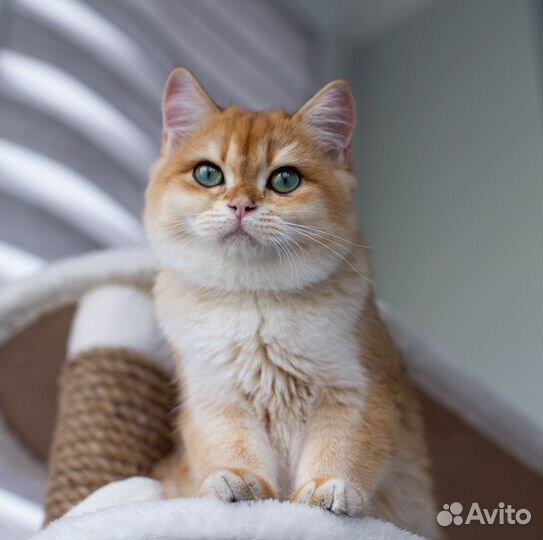 Британская золотая шиншилла ny12