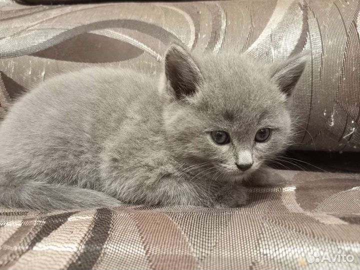 Британская