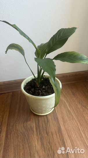 Спатифиллум