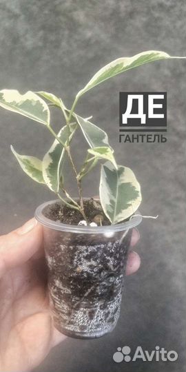 Фикусы все сорта 250