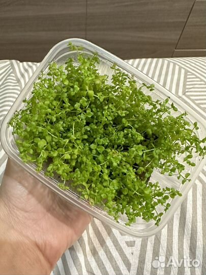 Монтекарло