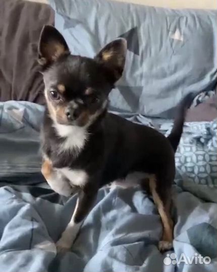 Вязка кобель чихуахуа