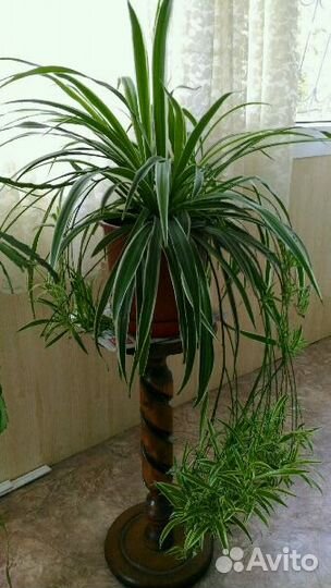 Хлорофитум