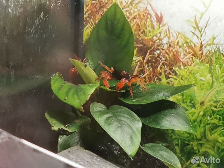 Краб вампир