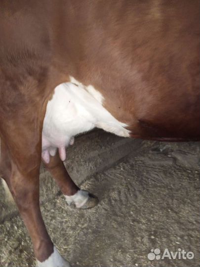 Корова молочная