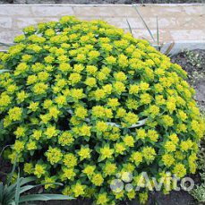 Многолетние растения