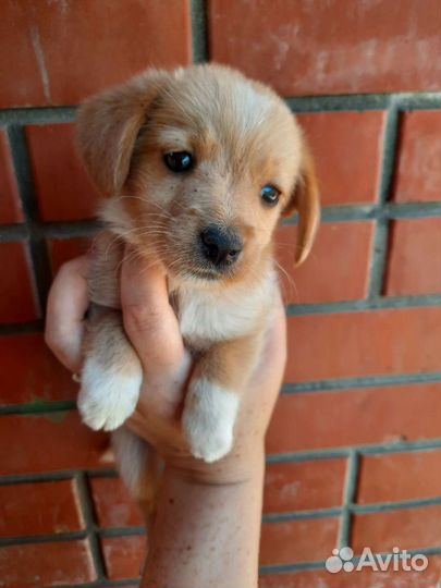 Щенки той терьер