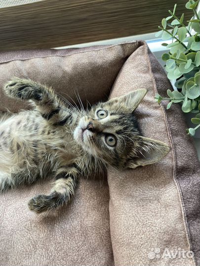 Милый котенок