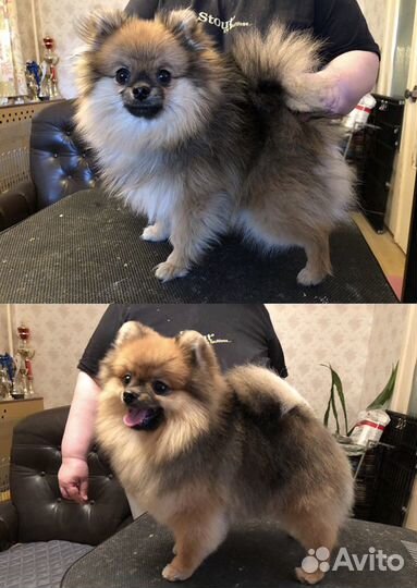 Груминг (стрижка) шпицев