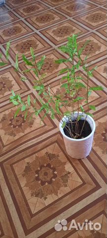 Деревце граната домашнего
