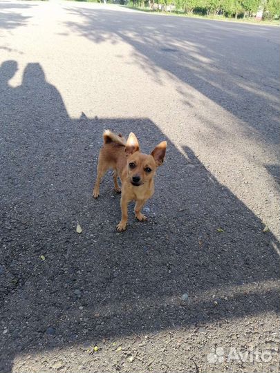 Вязка мини той