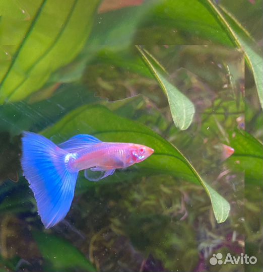 Аквариумные рыбки гуппи