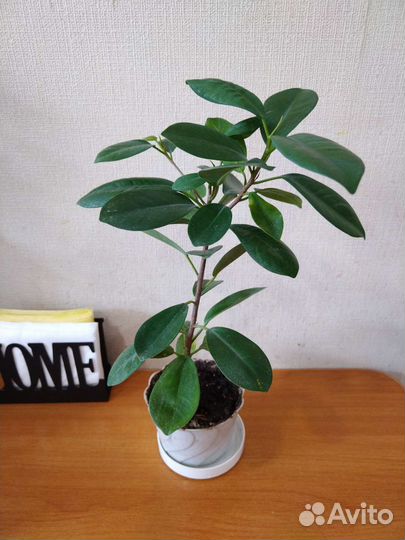 Фикус мокламе