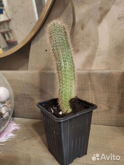 Кактус 3 разных сорта