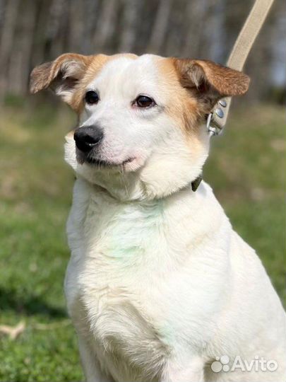 Маленькая собака в дар