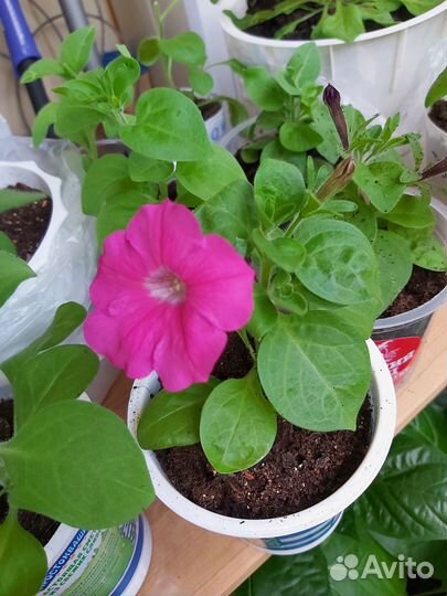 Рассада петунии сортовой