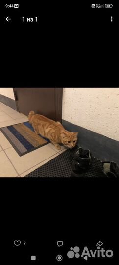 Кот ищет добрые руки
