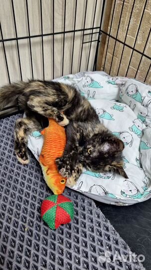 Котёнок Вишенка