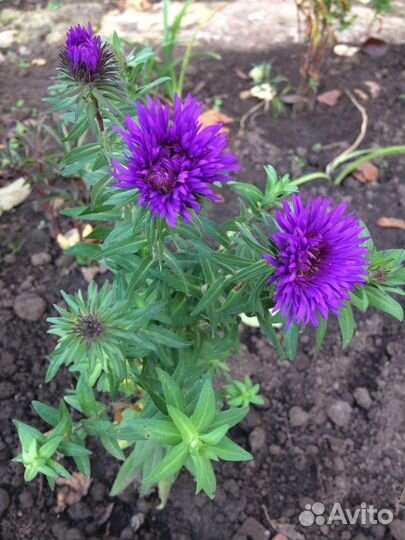 Астры осенние многолетние
