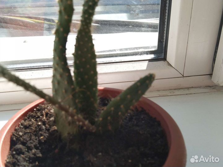 Кактусы и суккуленты