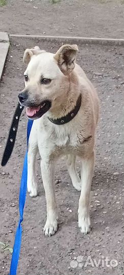 Бонечка маленькая ласковая стерильная привитая