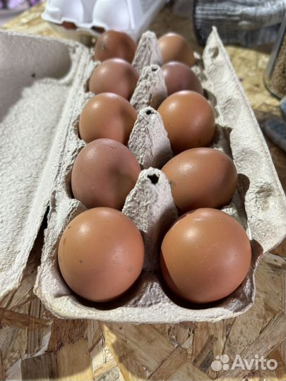 Домашние куриные яйца