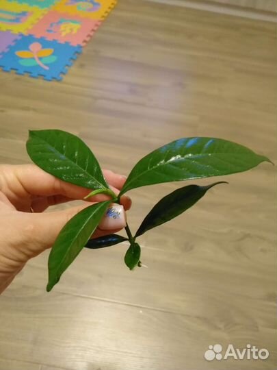 Гардения жасминовидная