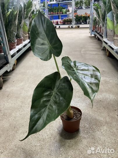 Алоказия Венти