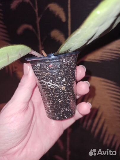 Хойя макрофилла пот оф голд