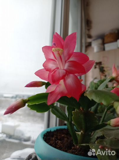 Фиалочка мини. Шлюмбергера(декабрист)