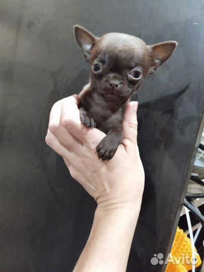 Чихуахуа мини Конфетка Шоколадная