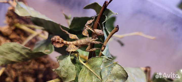 Австралийский палочник - палочник Маклея