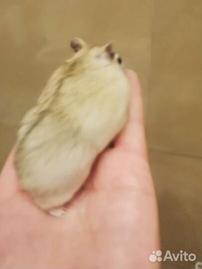 Джунгарские хомяки