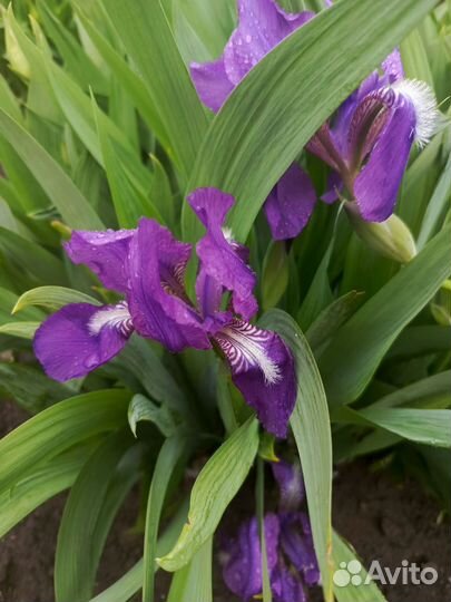 Ирисы