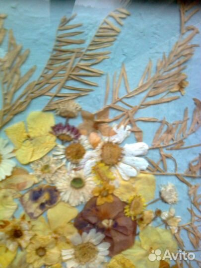Гербарий картина