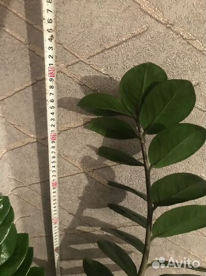 Замиокулькас