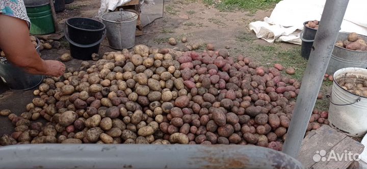 Продам картофель
