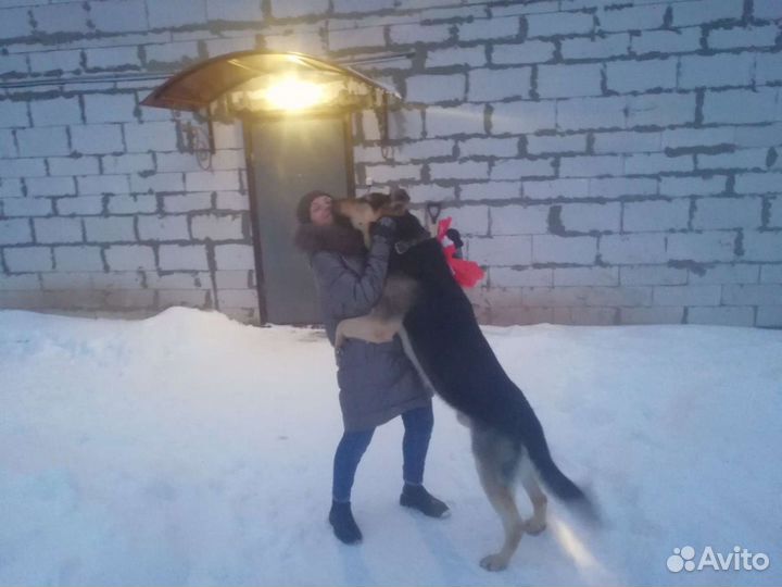 Вео овчарка кобель