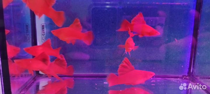 Рыбки меченосцы