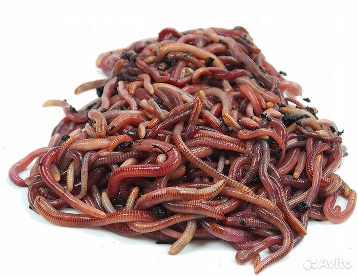 Червь дендробена