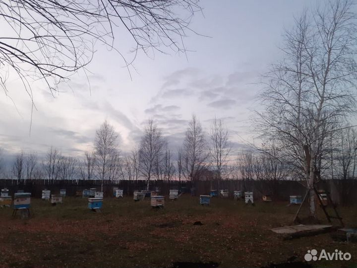 Пчелы среднерусские. Пасека.Мед