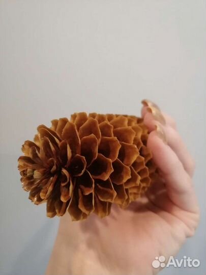 Шишки еловые крашенные