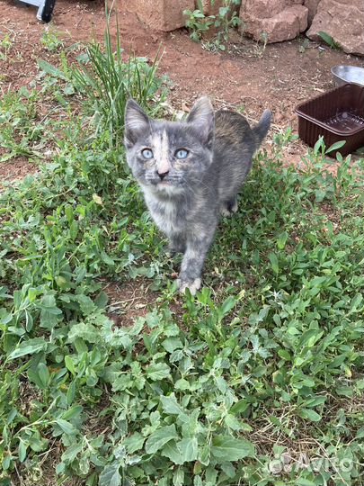 Кошка мышеловка